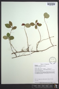 Gaultheria procumbens image