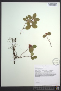 Gaultheria procumbens image