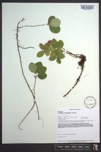 Gaultheria procumbens image