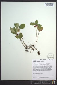 Gaultheria procumbens image