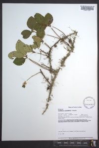 Gaultheria procumbens image