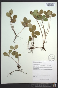 Gaultheria procumbens image