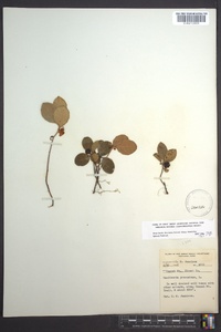 Gaultheria procumbens image