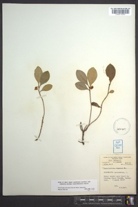 Gaultheria procumbens image