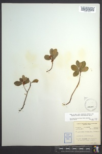 Gaultheria procumbens image