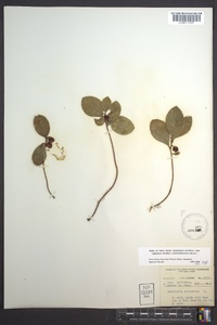 Gaultheria procumbens image