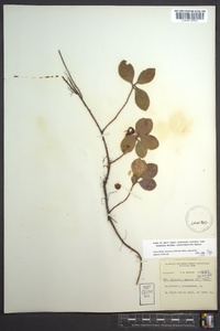 Gaultheria procumbens image