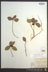 Gaultheria procumbens image