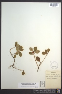 Gaultheria procumbens image