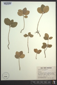 Gaultheria procumbens image