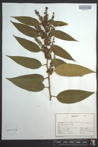 Leucothoe axillaris image