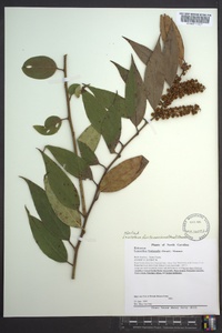 Leucothoe fontanesiana image