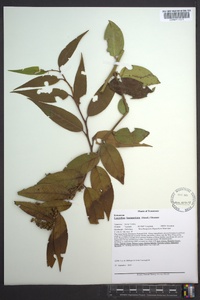 Leucothoe fontanesiana image