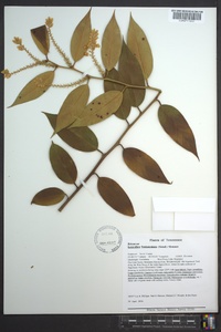 Leucothoe fontanesiana image