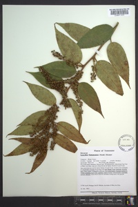 Leucothoe fontanesiana image