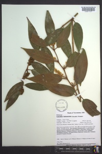 Leucothoe fontanesiana image