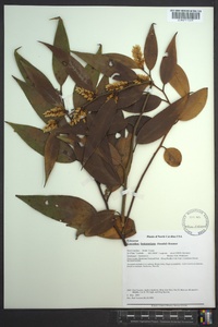 Leucothoe fontanesiana image