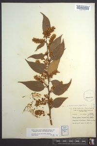 Leucothoe fontanesiana image