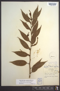 Leucothoe fontanesiana image