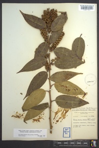 Leucothoe fontanesiana image