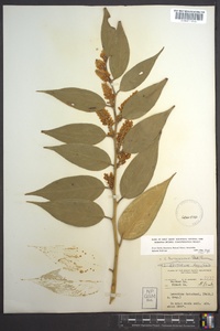 Leucothoe fontanesiana image