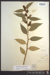 Leucothoe fontanesiana image