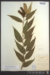 Leucothoe fontanesiana image