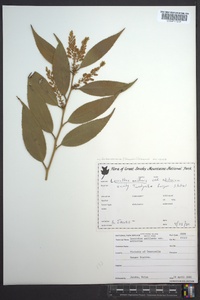 Leucothoe fontanesiana image