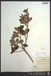 Rhododendron pilosum image