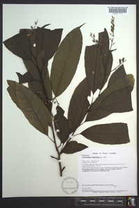 Oxydendrum arboreum image