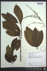 Oxydendrum arboreum image