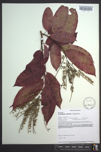 Oxydendrum arboreum image