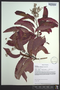 Oxydendrum arboreum image