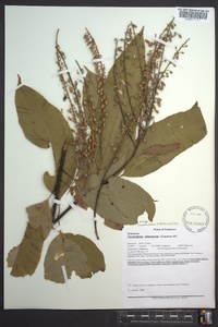 Oxydendrum arboreum image