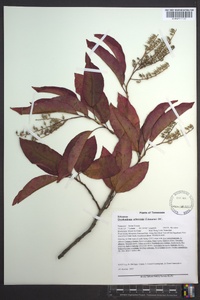 Oxydendrum arboreum image