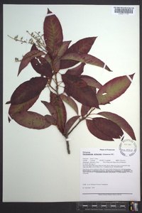 Oxydendrum arboreum image