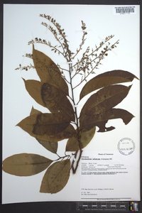 Oxydendrum arboreum image