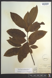 Oxydendrum arboreum image