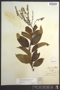 Oxydendrum arboreum image