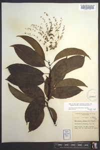 Oxydendrum arboreum image