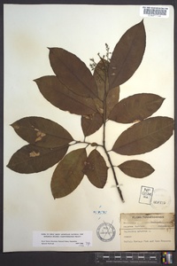 Oxydendrum arboreum image