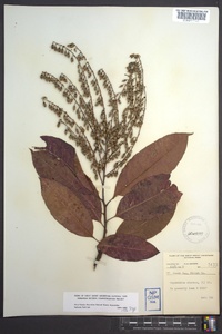 Oxydendrum arboreum image