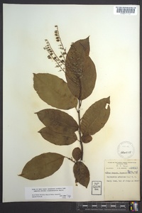 Oxydendrum arboreum image