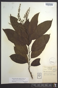 Oxydendrum arboreum image