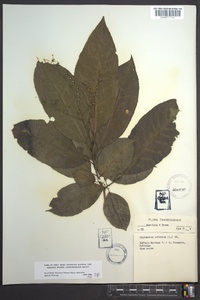 Oxydendrum arboreum image