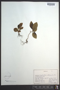 Oxydendrum arboreum image