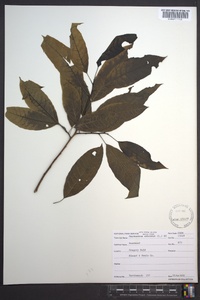 Oxydendrum arboreum image