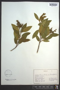 Pieris floribunda image