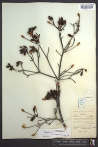 Rhododendron arborescens image