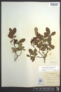 Rhododendron arborescens image